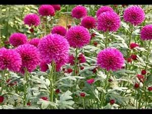 Guldaudi flower seeds mix (pack of 30) : Amazon.in: Garden & Outdoors