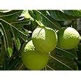 Creative Farmer Fruit Plant Breadfruit Tree Handsome/Fast Growing ...