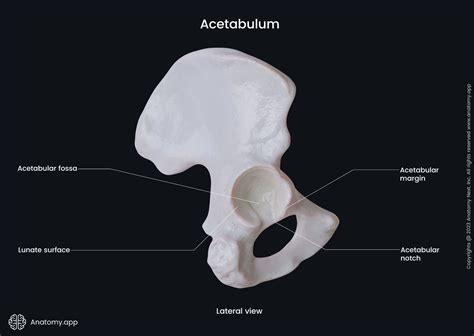 Anatomía Del Acetábulo