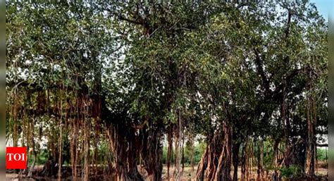 Trees: Over 1k Trees Get Heritage Tag, Up To A Mth’s Jail Proposed For ...