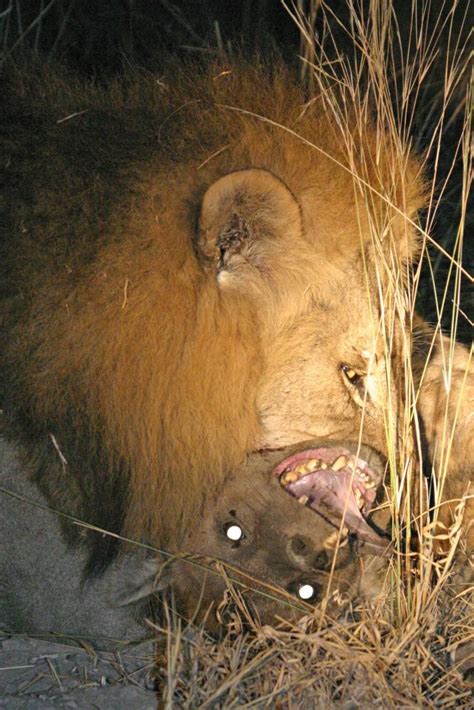 Hyena Killed by Lion 的图像结果