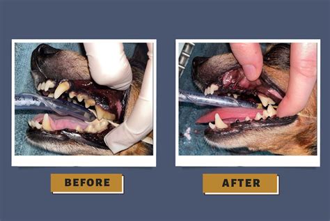 What Is Dog Dental Cleaning at Helen Ervin blog