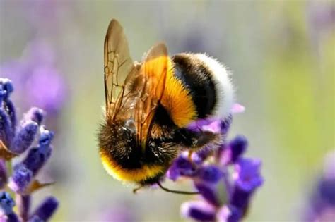 10 Types of Hornets: Species, Facts and Photos