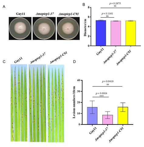 Plant Peroxisome-Targeting Effector MoPtep1 Is Required for the ...
