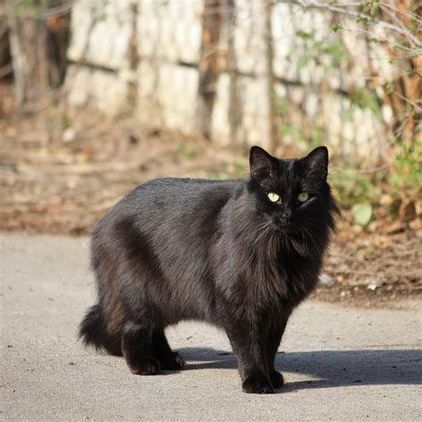 Cat Breeds Long Hair Black at Billy Newby blog