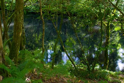 Swamp 的图像结果