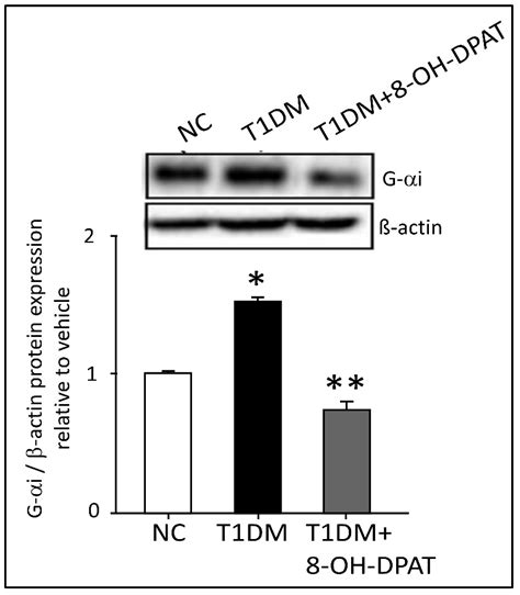Activation of 5-HT1A Receptors Normalizes the Overexpression of ...