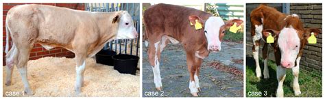 A Missense Mutation in the Collagen Triple Helix of EDA Is Associated ...