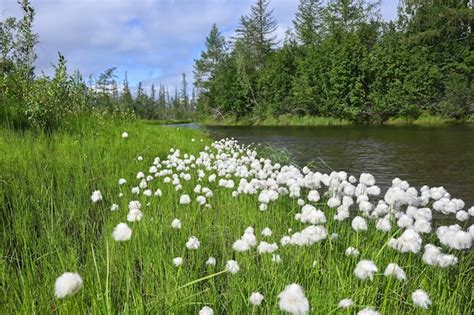 Cotton grass | Premium Photo