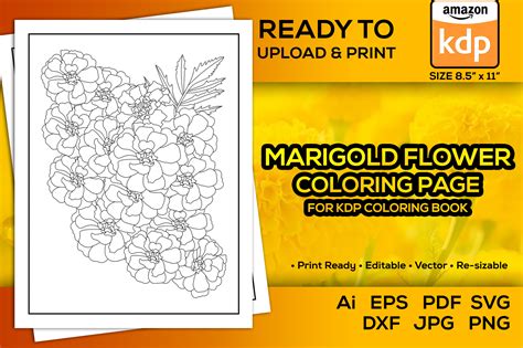 Marigolds Flower Coloring Pages Book Kdp Graphic by TeamlancerBD ...