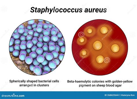 Bacteria Staphylococcus Aureus, 3D Illustration Stock Illustration ...