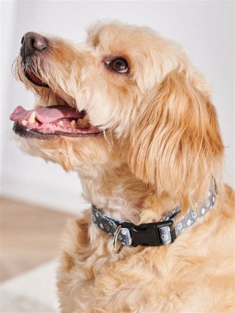 Obroża dla zwierzaka Kolor błękitny - SINSAY - 8123R-05X