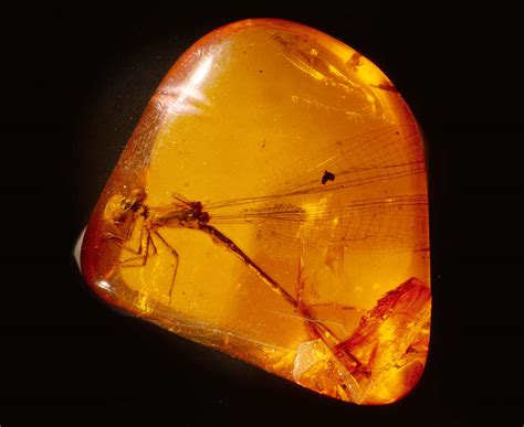 Amber Fossils