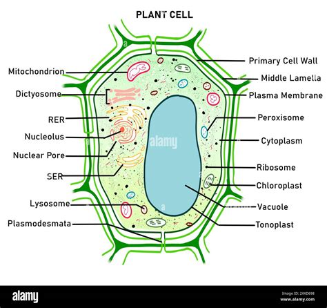 Structure of a plant cell, illustration. Plant cells differ from animal ...