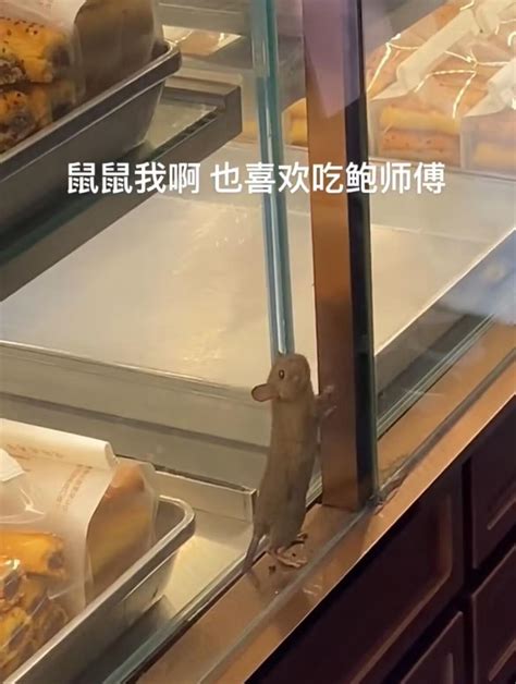 鲍师傅一门店橱窗有老鼠乱爬，店方：它在玻璃夹缝中，未接触糕点 | 极目新闻