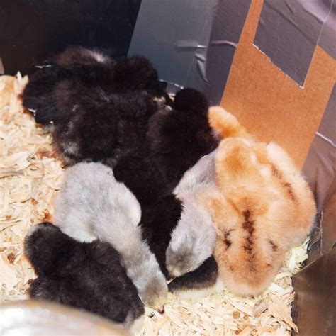 When to Remove Chicks From Brooder 的图像结果
