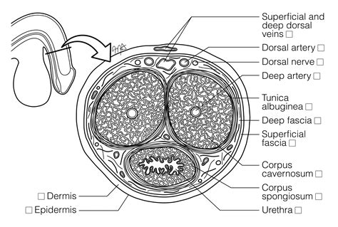 Penis Cross-Section (FINAL VERSION) | Histology Coloring Book