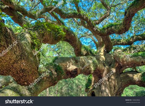 Image result for Example of Root of a Project