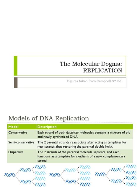 Image result for BioRap DNA Replication