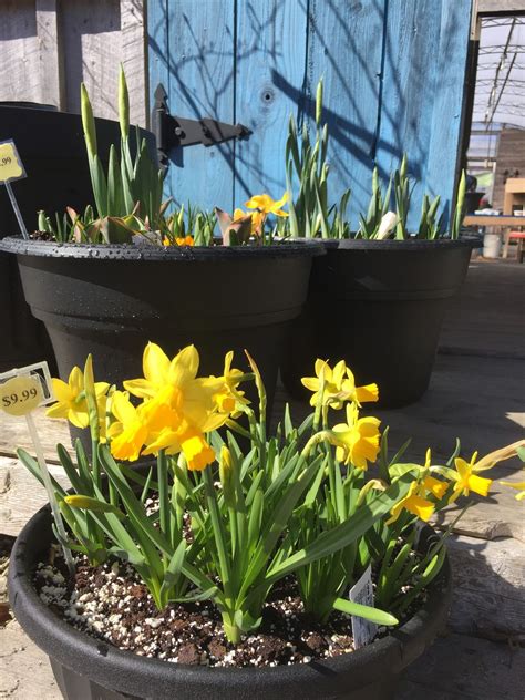 Spring Bulb planter workshop, 1250 Argyle Sound Rd., West Pubnico, Nova ...
