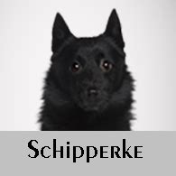 Small Dog Breeds | Dog Lover India