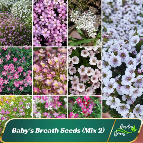 Baby's Breath Seeds (mix 2) - Gypsophila - Authentic Seeds - Fast ...