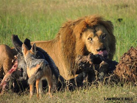 Jackal Lion 的图像结果