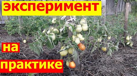 Как выращивать овощи зелень на даче в огороде легко для начинающих ...