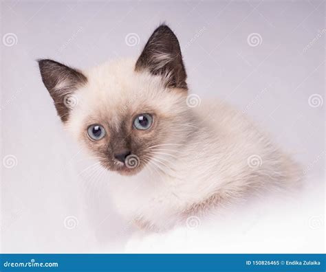 Close-up Foto of Grey Siamese Cat with Blue Eyes Looking at Camera ...