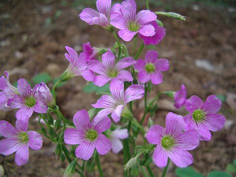 【紫色小野花摄影图片】广州瀛洲生态公园生态摄影_casy捕捉阳光
