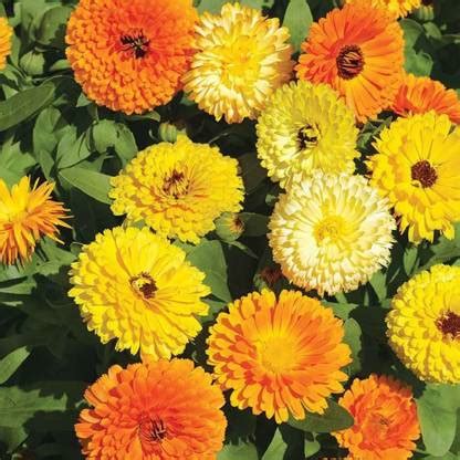 KANAYA Yellow Organic Calendula Flower Seed Price in India - Buy KANAYA ...