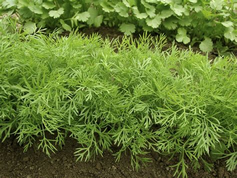 Dill Plant Pruning Tips: How To Make Dill Plants Bushy | Gardening Know How