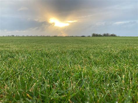 European Turfgrass Producers