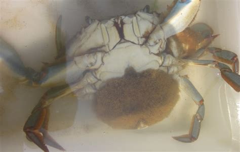 Bildergebnis für crab+while+pregnant