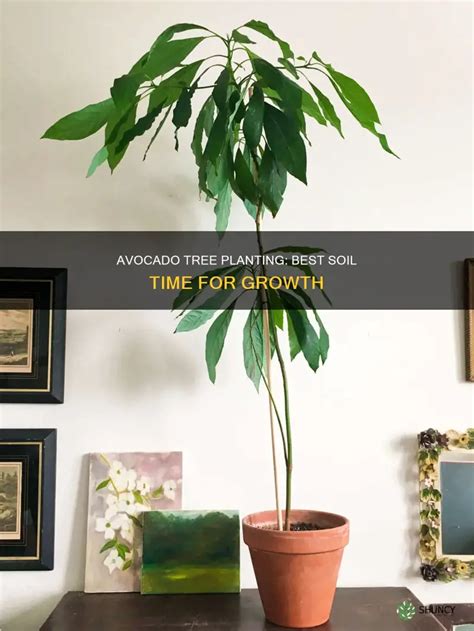 Image result for Planting Avocado Tree