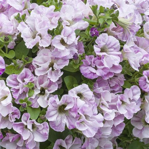 Buy petunia Petunia 'Designer Bridal Blush (Designer Series)': Delivery ...