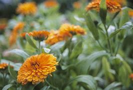 Image result for Animals That Eat Marigold Flowers