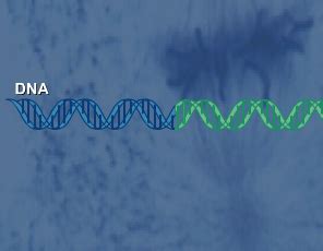 Image result for Simple Gene Expression