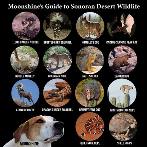 Desert Rodents List