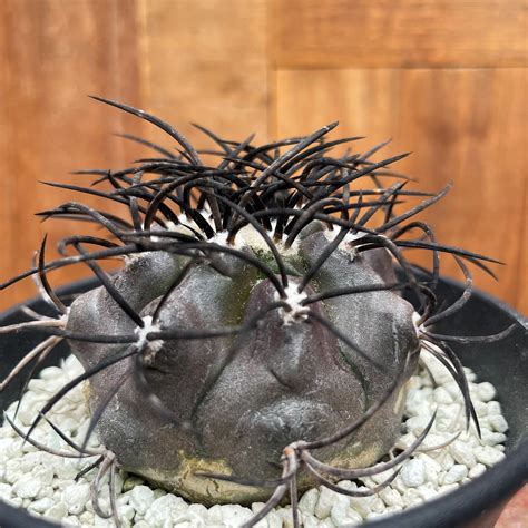 Copiapoa griseoviolacea【コピアポア・栗星玉・実生】 | RIMO'S GREEN サボテンと多肉植物の通販サイト