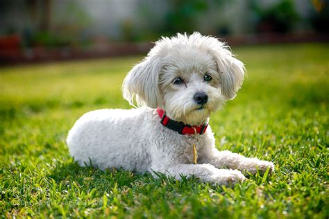 Photograph Maltese + Poodle by Christopher Riestajuana on 500px
