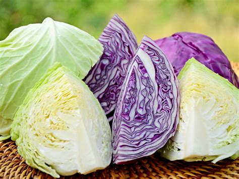 Cabbage Varieties In Zimbabwe - StartupBiz Zimbabwe