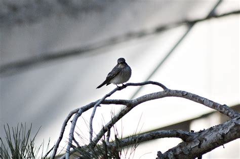 Bayesian Fly 的图像结果