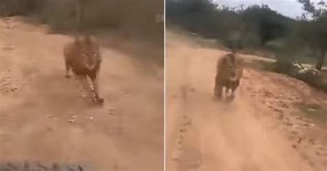 This Video Of A Lion Chasing Tourists On A Safari In Karnataka ...