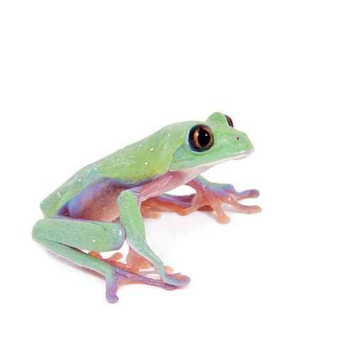 Image result for Purple Tree Frog