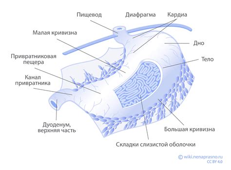 Онко Вики — Как устроен и как работает желудок?