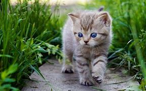 Image result for Cute Kitten Desktop