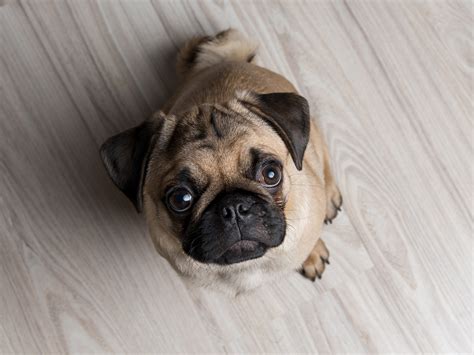 The 13 Best Apartment Dogs | Reader's Digest Canada