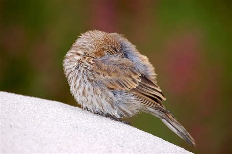 Sleeping Birds - Ornithology