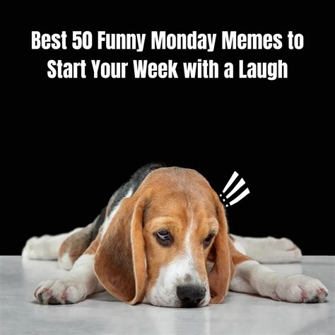 Best 50 Funny Monday Memes to Start Your Week with a Laugh
